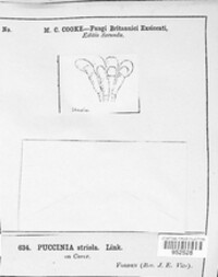 Puccinia striola image